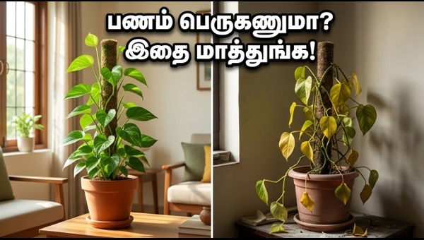 Money Plant Vastu Tips: Best Direction for Wealth and Financial Prosperity in 2024