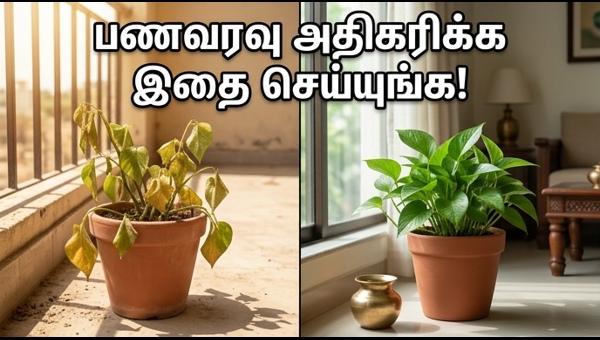 Money Plant Vastu Tips: How to Keep Your Home Cool and Attract Wealth This Summer