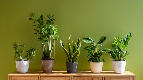 Vastu Tips For Summer Keep Your Home Cool And Lucky With These Indoor Plants Vastu Tips For Summer Keep Your Home Cool And Lucky With These Indoor Plants