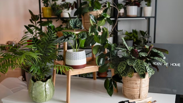 Best Indoor Plants For Summer Keep Your Home Cool And Attract Wealth With Vastu Tips Best Indoor Plants For Summer Keep Your Home Cool And Attract Wealth With Vastu Tips