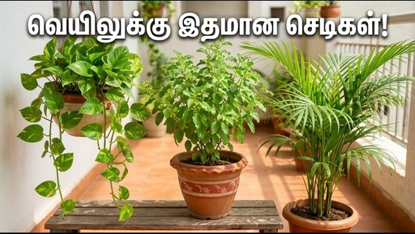 Vastu Indoor Plants Best Cooling Plants For Home To Beat Summer Heatwave And Attract Prosperity Vastu Indoor Plants Best Cooling Plants For Home To Beat Summer Heatwave And Attract Prosperity
