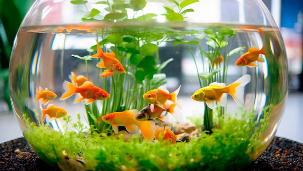 Vastu Tips Never Keep These Things On Top Of The Fridge