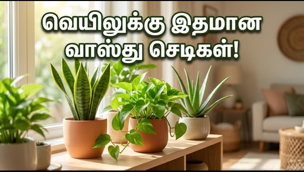 Vastu Indoor Plants: Best Cooling Plants for Home to Beat Summer Heatwave and Attract Prosperity