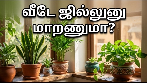 Vastu Plants for Home: Best Indoor Plants to Attract Wealth and Keep Your House Cool in 2024