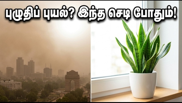 Vastu Plants for Home: Best Indoor Plants to Combat Dust and Heat in Delhi-NCR