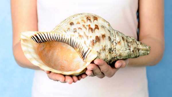 Vastu Tips Keep These 5 Things At Home To Bring Prosperity and Wealth