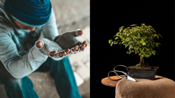 Vastu Tips in Tamil Unlucky Plants That Invite Poverty and Negativity to Home