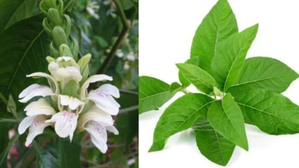 World Asthma Day 2026 Ayurveda Doctor Explains How To Use Adathodai To Cure Asthma