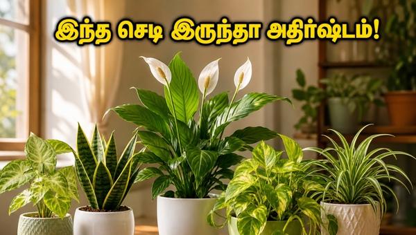 Indoor Plants for Summer: Best Vastu Tips to Keep Your Home Cool and Attract Wealth in 2026