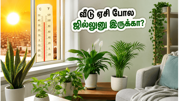 Vastu Plants for Home: Top Indoor Plants to Keep Your House Cool and Positive During May 2026 Heatwave Vastu Plants for Home: Top Indoor Plants to Keep Your House Cool and Positive During May 2026 Heatwave