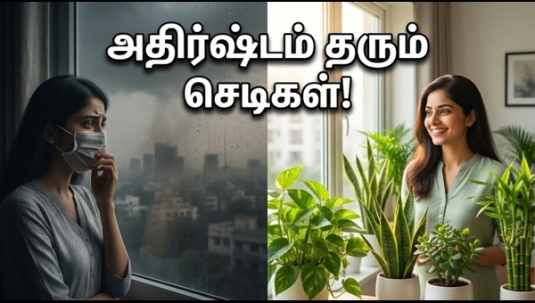 Best Vastu Plants for Home: Purify Air and Attract Wealth in 2026