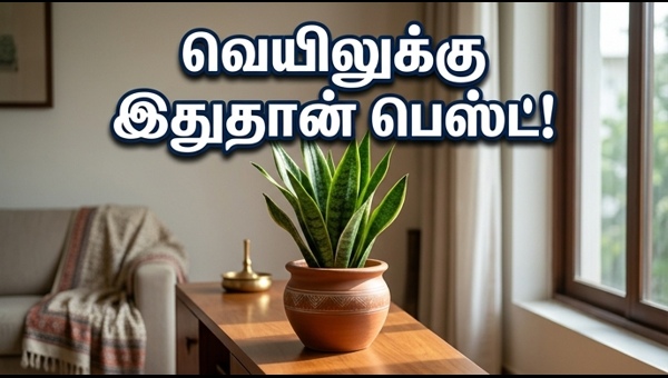 Vastu Plants for Home: Best Indoor Plants to Beat Summer Heat and Purify Air in 2026