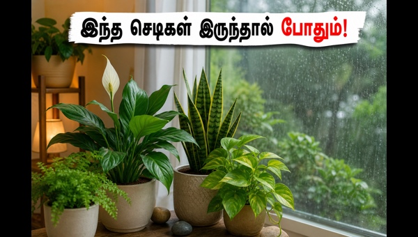 Vastu plants for home: Best indoor plants to bring positive energy and peace during the rainy season 2026