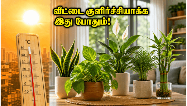 Vastu Plants for Summer 2026: Best Indoor Plants to Keep Your Home Cool and Attract Wealth