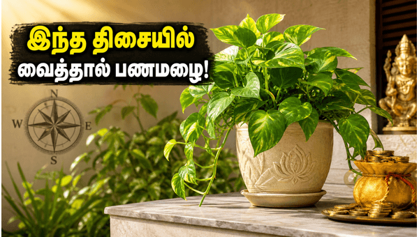 Money Plant Vastu Tips 2026: Best Direction for Wealth and Cooling Your Home During Summer Heat Money Plant Vastu Tips 2026: Best Direction for Wealth and Cooling Your Home During Summer Heat