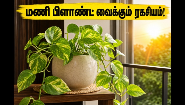 Money Plant Vastu Tips 2026: Best Direction and Summer Care for Home Prosperity