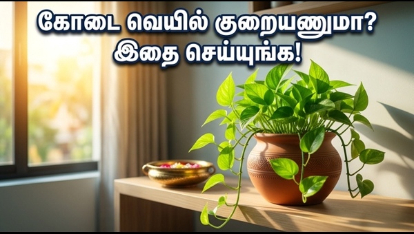 Money Plant Vastu Tips: How to Keep Your Home Cool and Attract Wealth in Summer 2026
