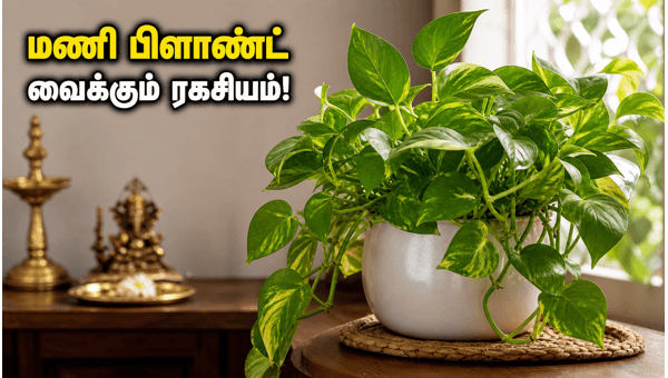 Money Plant Vastu Tips 2026: Simple Changes for Wealth and Prosperity in Adhika Masam Money Plant Vastu Tips 2026: Simple Changes for Wealth and Prosperity in Adhika Masam