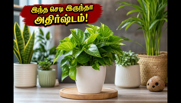 Vastu Plants for Home: Best Indoor Plants to Improve Air Quality and Bring Prosperity in 2026 Vastu Plants for Home: Best Indoor Plants to Improve Air Quality and Bring Prosperity in 2026