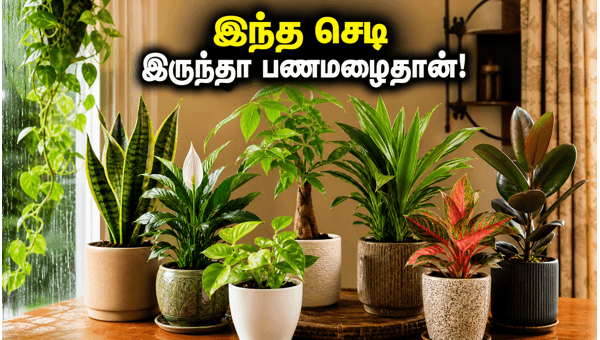 Vastu Plants for Monsoon: Best Indoor Plants to Attract Wealth and Positivity in 2026 Vastu Plants for Monsoon: Best Indoor Plants to Attract Wealth and Positivity in 2026