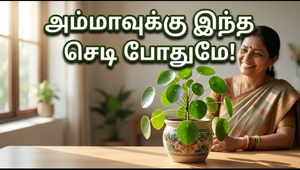 Vastu Plants for Mother's Day 2026: Best Lucky Plants to Gift Your Mom for Wealth and Prosperity