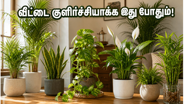 Vastu plants for summer: Best indoor plants to keep your home cool and attract wealth in 2026 Vastu plants for summer: Best indoor plants to keep your home cool and attract wealth in 2026