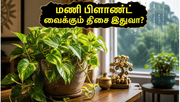 Money Plant Vastu Tips: Best Directions for Rainy Season Prosperity and Positive Energy in 2026 Money Plant Vastu Tips: Best Directions for Rainy Season Prosperity and Positive Energy in 2026