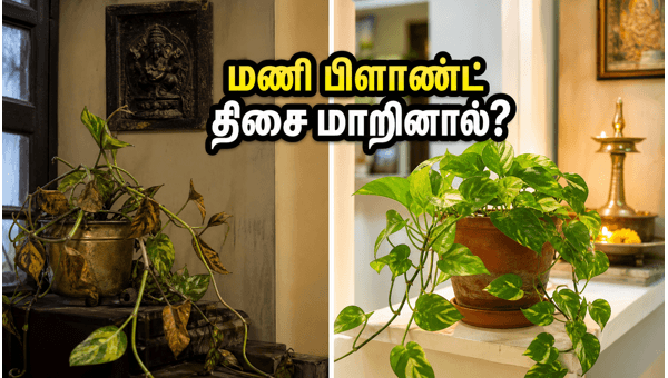 Vastu Tips for Plants: Best Direction for Money Plant in Monsoon 2026 for Wealth and Prosperity Vastu Tips for Plants: Best Direction for Money Plant in Monsoon 2026 for Wealth and Prosperity