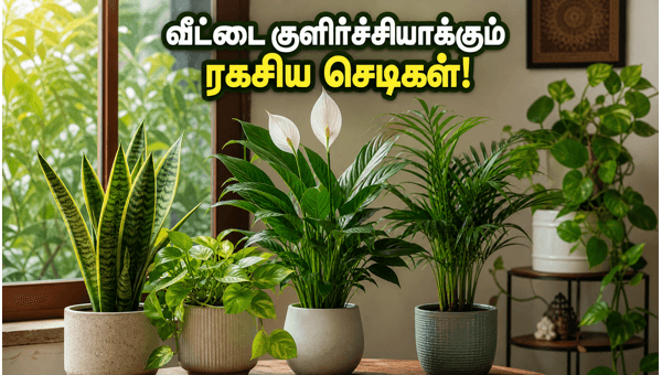 Vastu Plants for Home: Best Indoor Plants to Beat June Heat and Humidity for Luck and Prosperity 2026