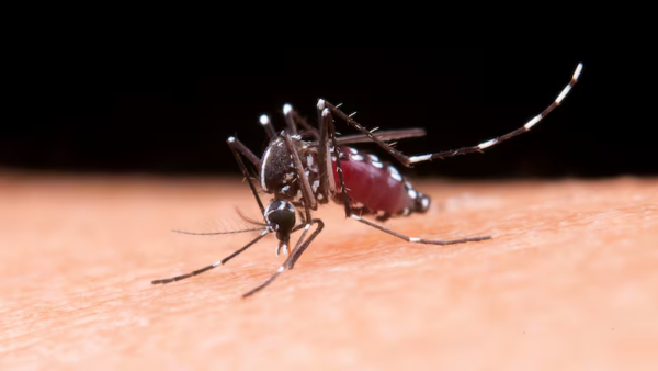 Dengue Cases Spike In Chennai Doctor Explains Warning Signs Prevention Tips And Foods For Recovery Dengue Cases Spike In Chennai Doctor Explains Warning Signs Prevention Tips And Foods For Recovery