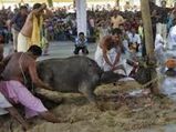 బోరోదేవి దేవాలయంలో ఆసక్తికర విషయాలు: మానవుని రక్తాన్ని సమర్పణ!