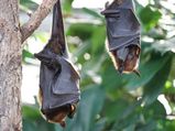 Nipah Virus:నిఫా వైరస్ లక్షణాలేంటి? ఇది రాకుండా తీసుకోవాల్సిన జాగ్రత్తలేంటి?