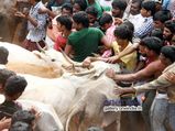 జల్లికట్టు గురించి ఈ ఆసక్తికరమైన వాస్తవాలు తెలుసా...