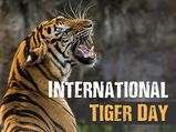 International Tiger Day:పులి మన జాతీయ జంతువు ఎందుకయ్యిందో తెలుసా...
