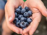 Blueberry Health Benefits:బ్లూ బెర్రీస్ తో బ్రెయిన్ పవర్ పెరుగుతుందని తెలుసా...