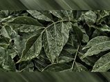 Monsoon diet: వానాకాలంలో వీటిని తింటే జలుబు, జ్వరాన్ని తరిమేయవచ్చు 