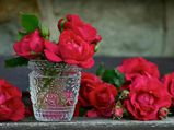 Roses colors: గులాబీ రంగు దేన్ని సూచిస్తుంది? ఇష్టమైన వారికి ఏ కలర్ రోజ్ ఇవ్వాలి? 