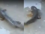 Animal Rain :  జగిత్యాలలో 'జంతువుల వర్షం'.. అంటే ఏంటో తెలుసా?