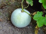 Ash gourd: బూడిద గుమ్మడితో ఎనర్జీ లెవల్ డబుల్ అవుతుంది 