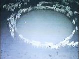 China Sheep Mystery: 12 రోజులుగా వృత్తాకారంలో తిరుగుతున్న చైనా గొర్రెలు, వింత ప్రవర్తన వెనక కారణాలేంటి? 