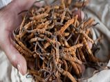 Himalayan Gold : ఈ ఫంగస్ బంగారం కంటే ఖరీదు, దీని కోసమే భారత్‌లోకి చైనా సైనికుల చొరబాటు యత్నం
