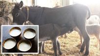 Donkey Milk Benefits: గాడిద పాలతో అనేక ఆరోగ్య ప్రయోజనాలు, తెలిస్తే వదిలిపెట్టరు 