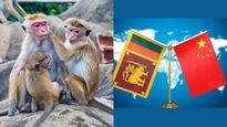 Sri Lanka Monkey Business: చైనాకు కోతులను అమ్ముతున్న శ్రీలంక! మరీ ఇంతగా దిగజారిపోయిందా? 
