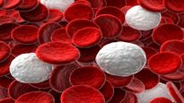 Foods for white blood cells: తెల్ల రక్తకణాలు లేదా WBC ను  పెంచడంలో సహాయపడే ఆహారం 