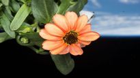 Space Flower: రోదసిలో పెంచిన పువ్వు, అద్భుతమైన పిక్స్ షేర్ చేసిన నాసా