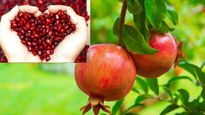  మొలలు, అతిసారం, గ్యాస్ట్రిక్ సమస్యలకు దానిమ్మ, ఆయుర్వేదంలో దీన్ని మించిన వైద్యం మరొకటి లేదు..ఎలా తీసుకోవాల   