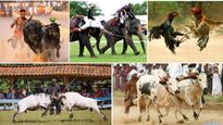 ఒళ్లుగగుర్పొడిచే ఈ ఆటలు మనుషులకు బదులు జంతువులే ఆడతాయి