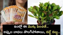 ఇంట్లో ఈ మొక్క పెంచితే.. అప్పుల బాధలు తొలగిపోతాయి, డబ్బే డబ్బు..