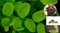 చేతినిండా జుట్టు, బట్టతల వచ్చేస్తుందేమోన్నభయం?చింతించకండి,ఈ ఆకు కేవలం 1 నెలలో ఒత్తైన జుట్టును తిరిగి తెస్తుంది