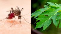 డెంగ్యూ వ్యాధికి మందు బొప్పాయి ఆకుల్లో దాగి ఉందా..వాస్తవం తెలుసుకోండి..!